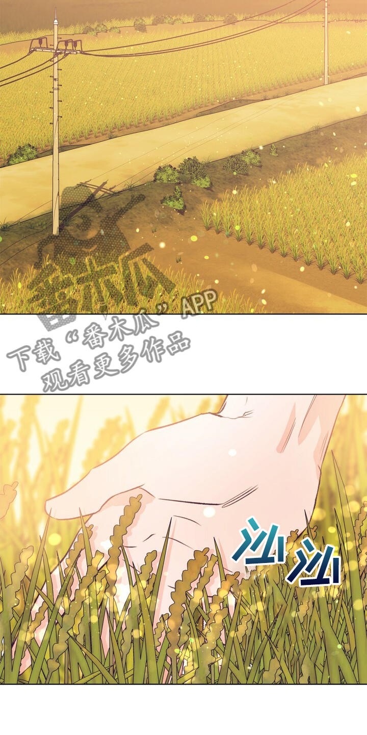 乡野旋律图片漫画,第141章：【第二季】金色的田野3图