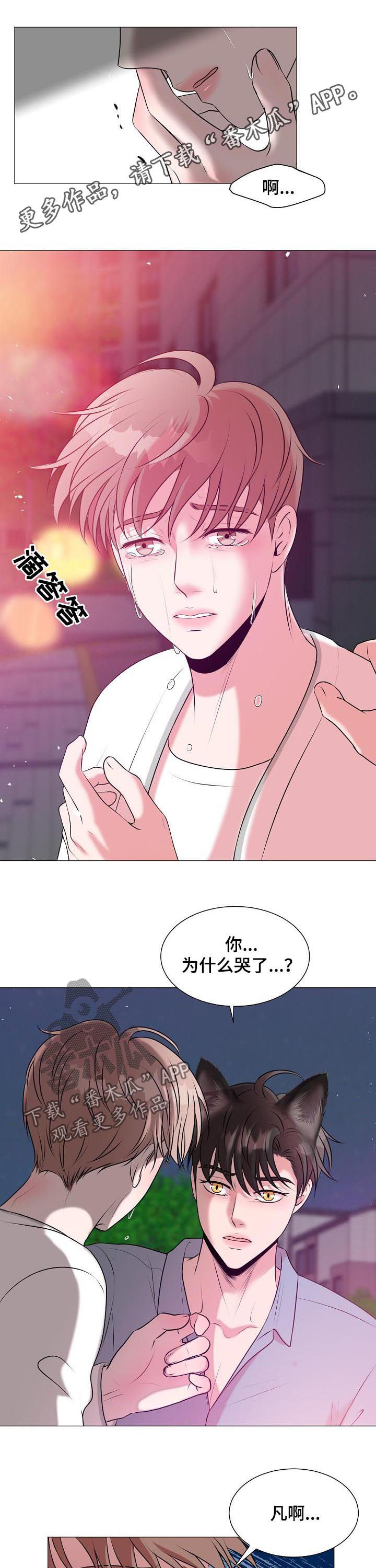 猫猫初体验漫画,第41章：爱情1图