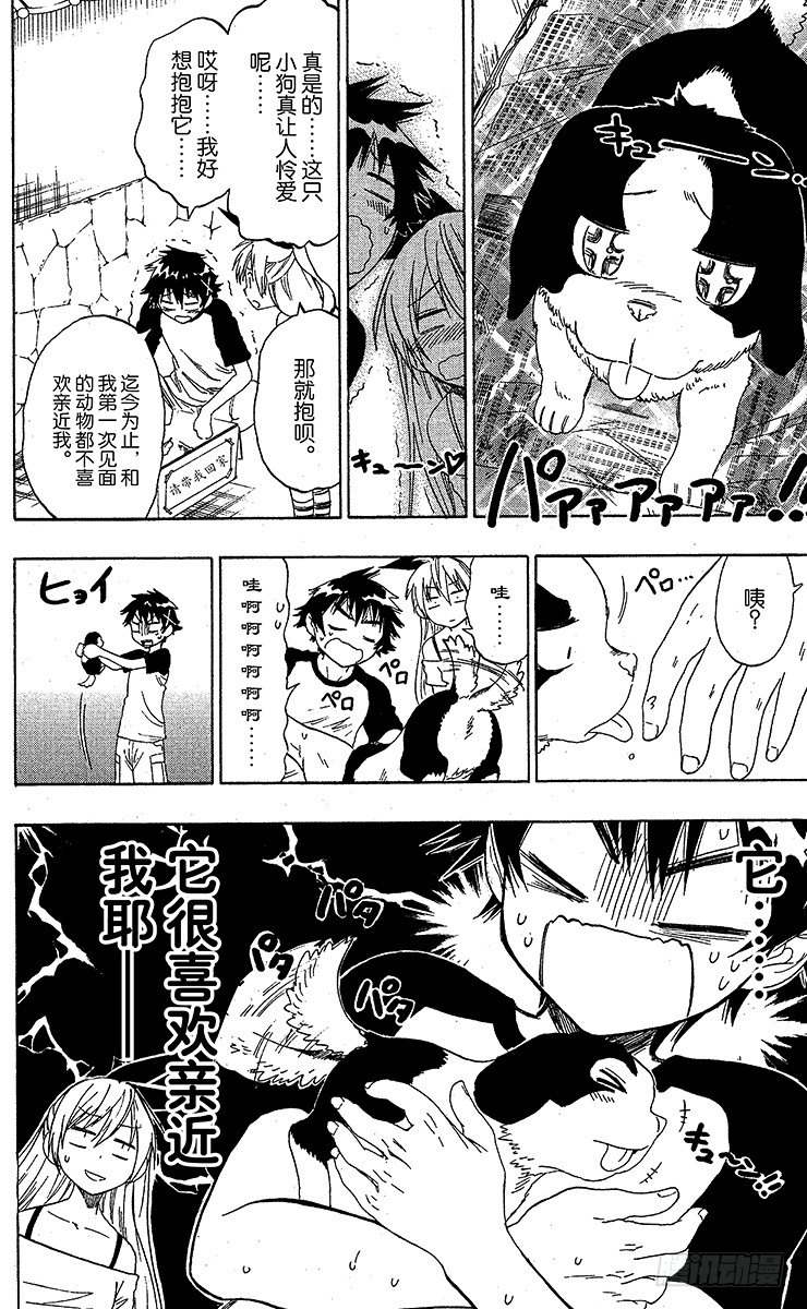 伪恋桐崎千棘漫画,第41话 流浪狗4图